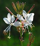 Oenothera filiformis thumbnail