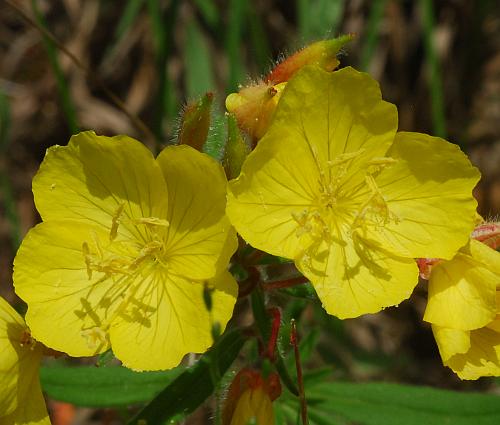 Oenothera_fruticosa_corollas.jpg