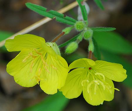 Oenothera_fruticosa_flowers.jpg