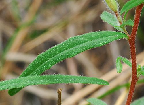 Oenothera_fruticosa_leaf1.jpg