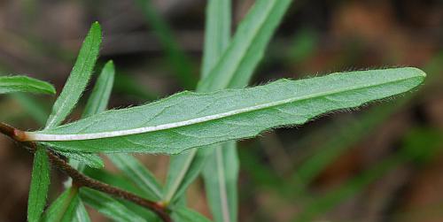 Oenothera_fruticosa_leaf2.jpg