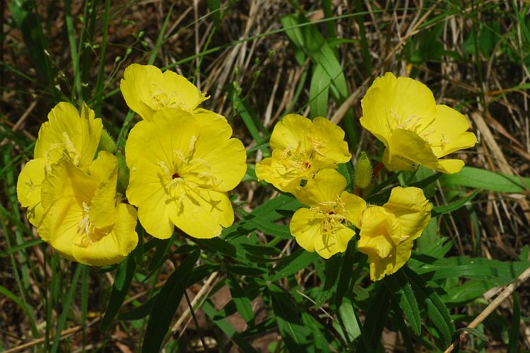 Oenothera_fruticosa_plant.jpg