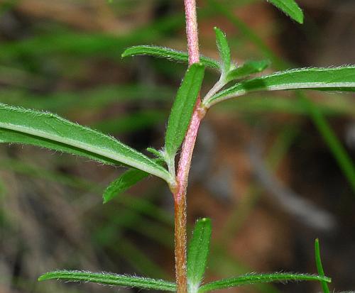 Oenothera_fruticosa_stem.jpg