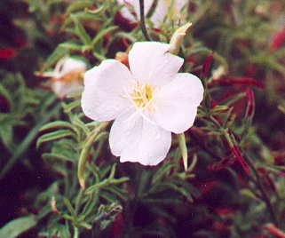 Oenothera_kunthiana_flower.jpg