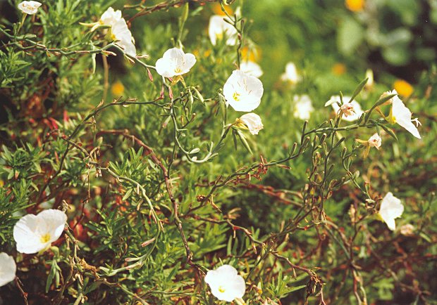 Oenothera_kunthiana_plant.jpg