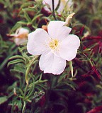 Oenothera kunthiana thumbnail