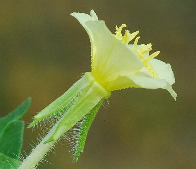 Oenothera_laciniata_calyx.jpg