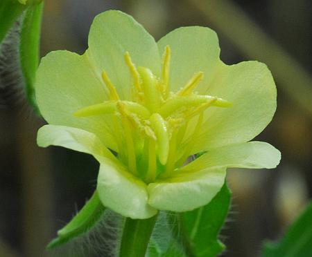 Oenothera_laciniata_corolla.jpg