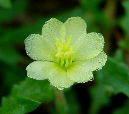 Oenothera_laciniata_flower.jpg