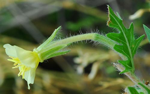Oenothera_laciniata_flower2.jpg
