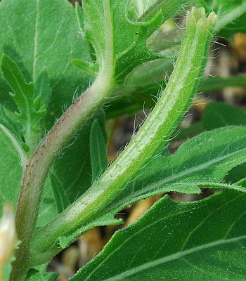 Oenothera_laciniata_fruit.jpg