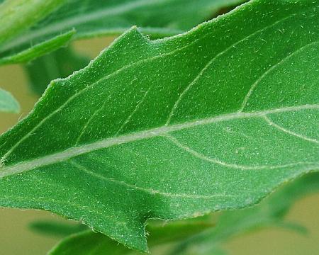 Oenothera_laciniata_leaf1.jpg