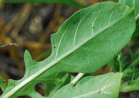 Oenothera_laciniata_leaf2.jpg