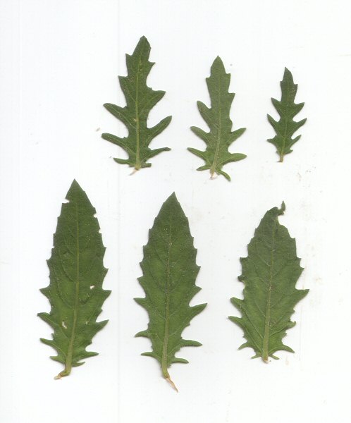 Oenothera_laciniata_leaves.jpg