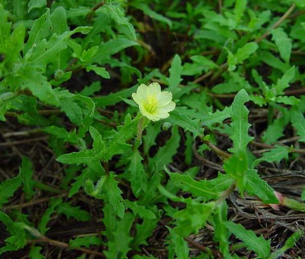 Oenothera_laciniata_plant.jpg