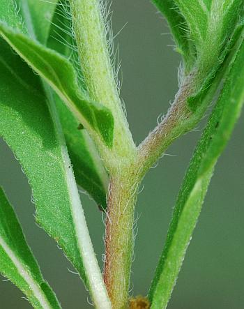 Oenothera_laciniata_stem.jpg