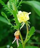 Oenothera laciniata thumbnail