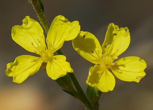 Oenothera_linifolia_corollas.jpg