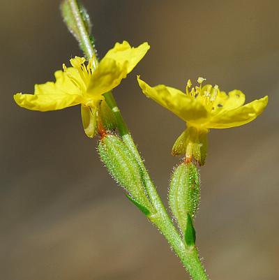 Oenothera_linifolia_flowers.jpg