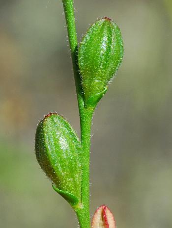 Oenothera_linifolia_fruits.jpg