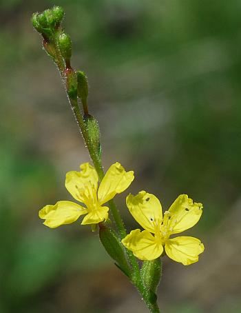 Oenothera_linifolia_inflorescence.jpg