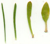 Oenothera_linifolia_leaves.jpg
