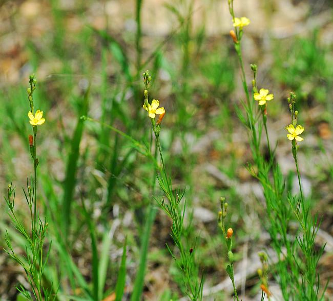 Oenothera_linifolia_plant.jpg