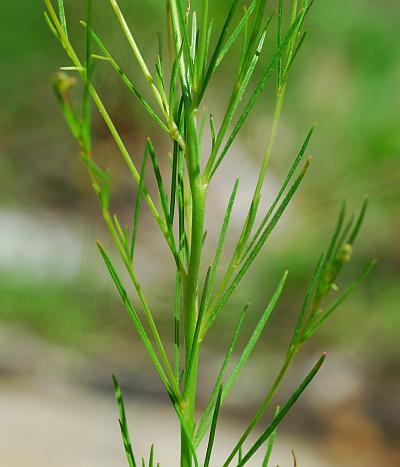 Oenothera_linifolia_stem.jpg