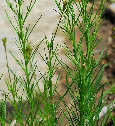 Oenothera_linifolia_stems.jpg