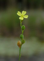 Oenothera linifolia thumbnail