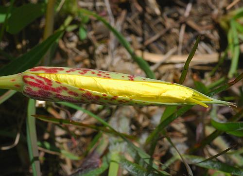 Oenothera_macrocarpa_bud.jpg