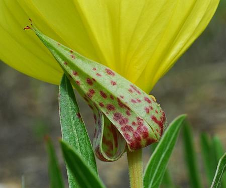 Oenothera_macrocarpa_calyx.jpg