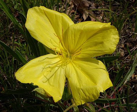 Oenothera_macrocarpa_corolla.jpg