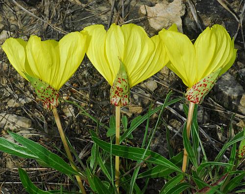 Oenothera_macrocarpa_flowers.jpg