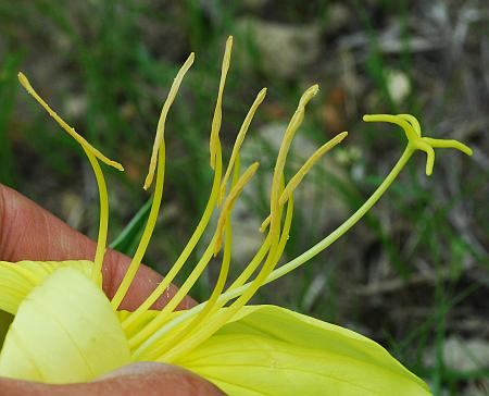 Oenothera_macrocarpa_functional.jpg