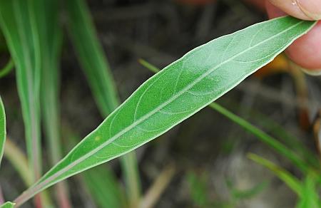 Oenothera_macrocarpa_leaf1.jpg