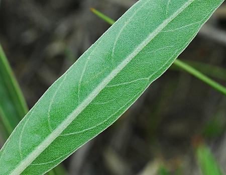 Oenothera_macrocarpa_leaf2.jpg