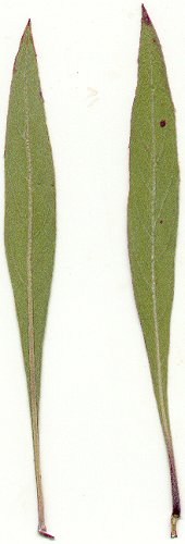 Oenothera_macrocarpa_pressed_leaves.jpg
