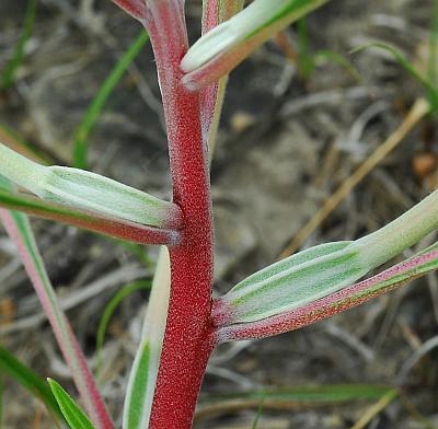 Oenothera_macrocarpa_stem.jpg