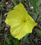 Oenothera macrocarpa thumbnail