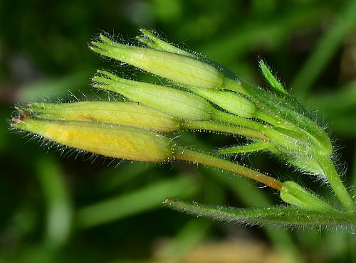 Oenothera_pilosella_buds.jpg