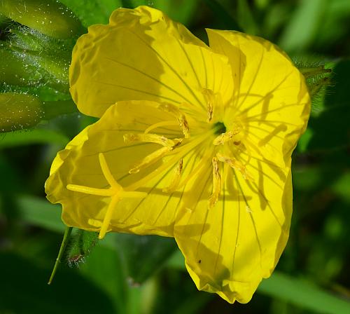 Oenothera_pilosella_corolla.jpg