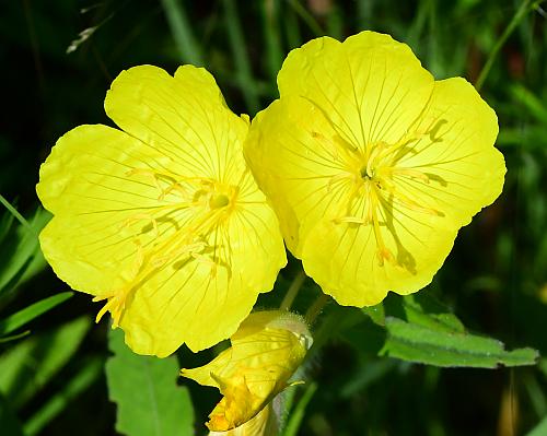 Oenothera_pilosella_corollas.jpg