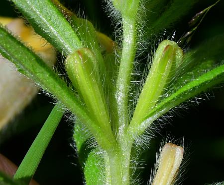 Oenothera_pilosella_fruits.jpg