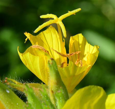 Oenothera_pilosella_functional.jpg