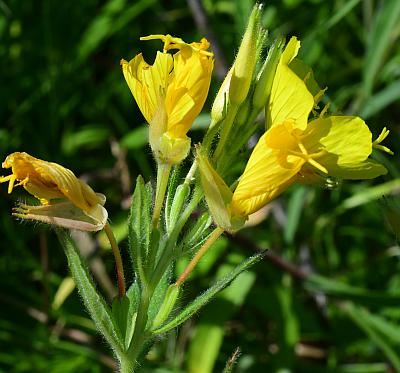 Oenothera_pilosella_inflorescence.jpg