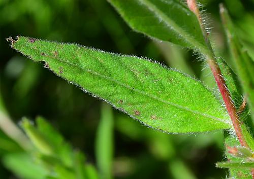 Oenothera_pilosella_leaf1.jpg