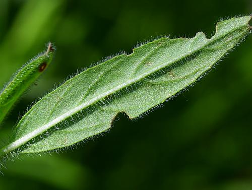 Oenothera_pilosella_leaf2.jpg