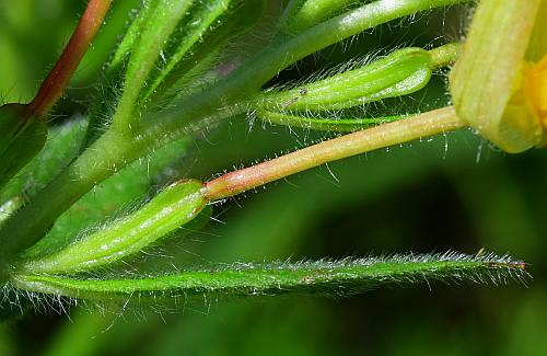 Oenothera_pilosella_ovaries.jpg