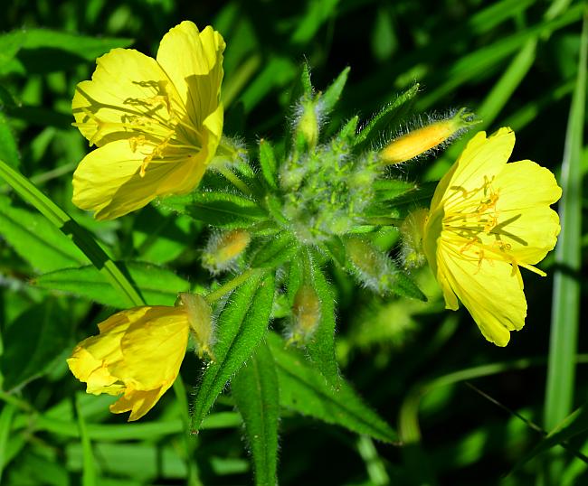 Oenothera_pilosella_plant.jpg